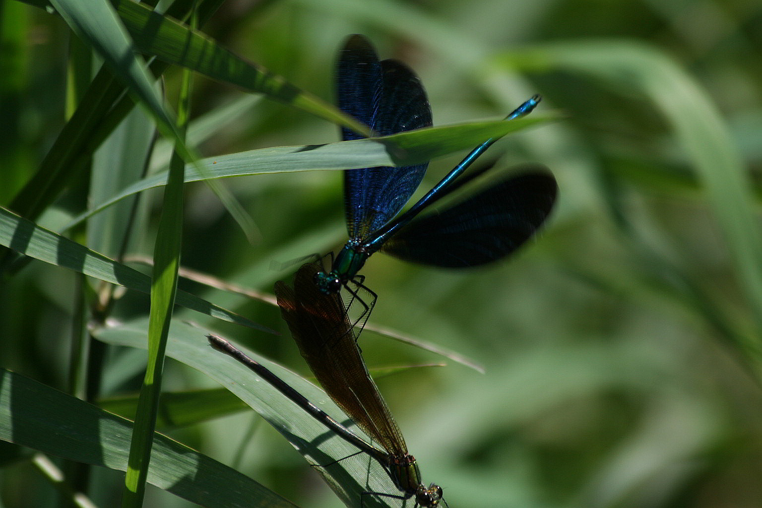 Accoppiamento Calopterix virgo - sequenza
